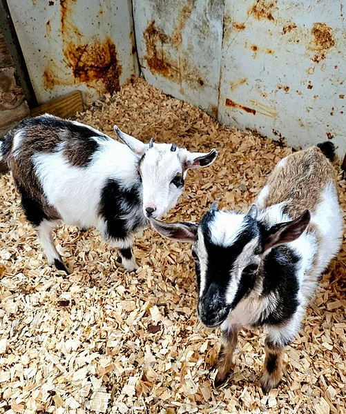 2025-01-16 10_13_53-A Baa-D Decision_ My Unexpected Goat Journey 2
