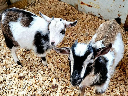 A Baa-D Decision? My Unexpected Goat Journey