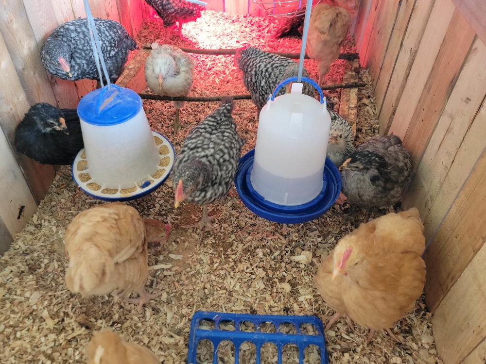 Chicken Math: How 5 chickens turned into 40